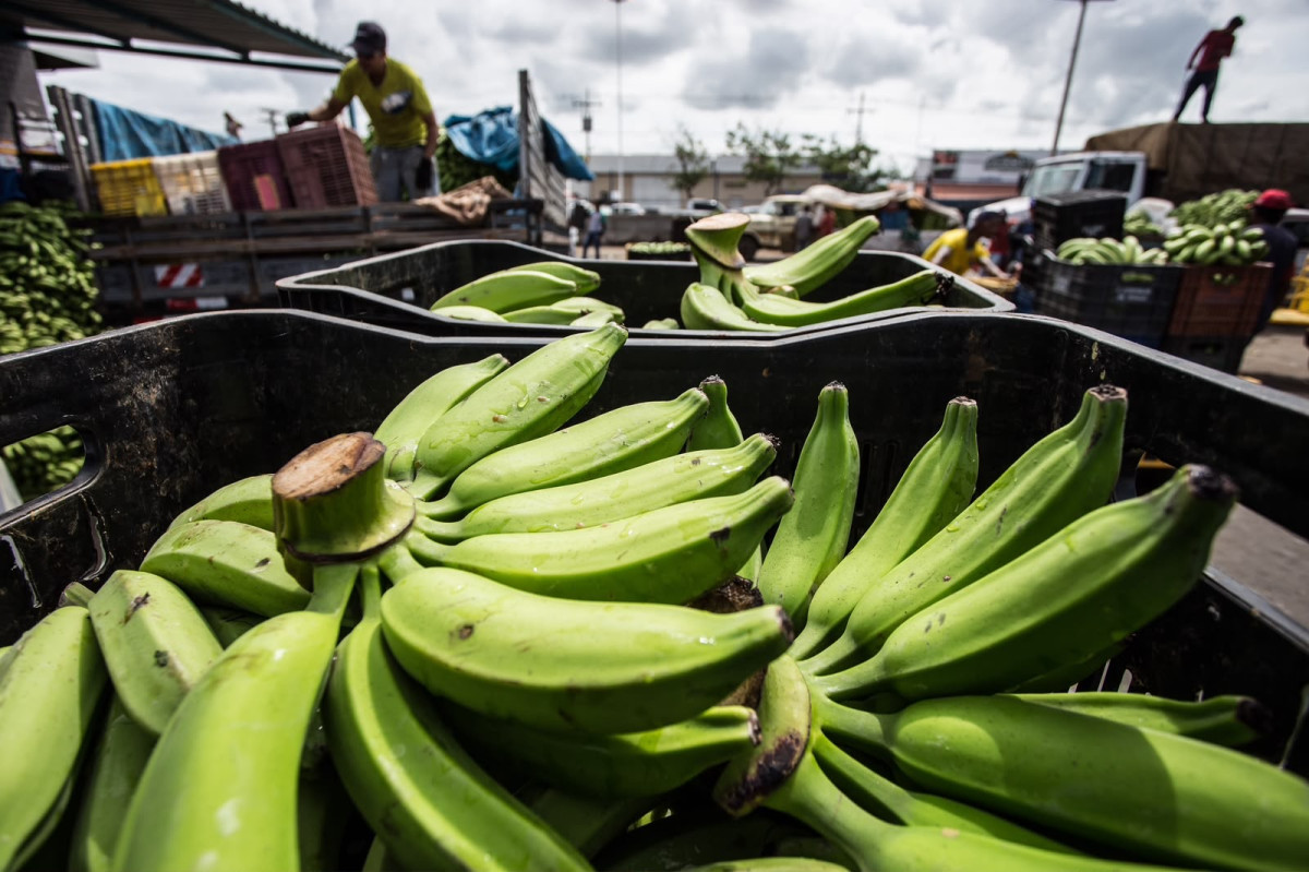 Pernambuco bate recordes na produção de frutas e lidera geração de valor por hectare no Nordeste
